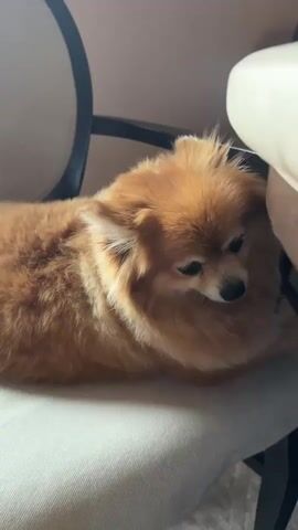 A Pomeranian dog lies on a chair, facing away from the camera. The dog has orange fur and is lying on its side, with its head resting on its paws. In the foreground, an orange cat walks across the floor, its tail held high. The cat is walking towards a table, and appears to be curious about something under the table. The room is carpeted, and there are chairs and a table visible in the background. The lighting is dim, and the overall impression is one of domestic tranquility.