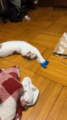 Evening snacking and cat playtime in Russian kitchen