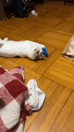 Evening snacking and cat playtime in Russian kitchen