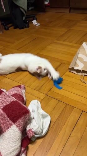 Evening snacking and cat playtime in Russian kitchen