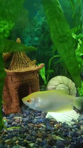 This is a video of a fish swimming in an aquarium. The aquarium is decorated with a miniature pagoda, a large seashell, and various plants. The fish is light-colored with an orange eye. The water is clear, and the lighting appears to be artificial, suggesting it is indoors. The scene is peaceful and serene, with the fish gracefully moving through the water. There is no visible text in the video. The location context of Karshi City, Uzbekistan, is provided but not evident from the visual content of the video.