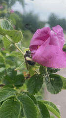 Bumblebee feeds on pink rose while dog explores grass