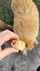Dog receives cake, walks on muddy grass in Tyulyuk