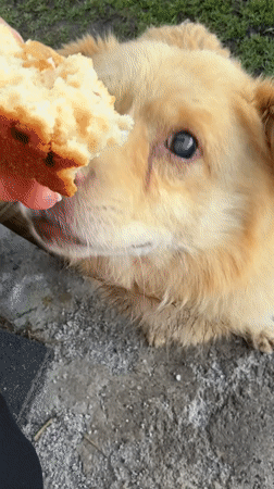 Dog receives cake, walks on muddy grass in Tyulyuk
