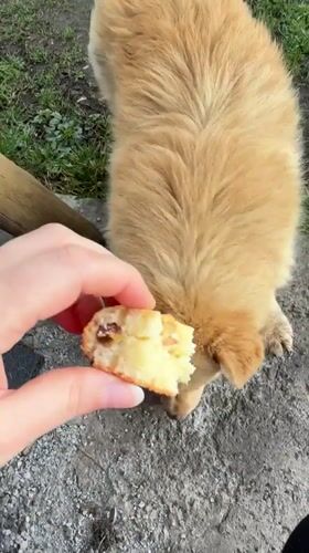 Dog receives cake, walks on muddy grass in Tyulyuk