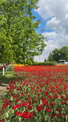 Spring tulips bloom across Belgorod parks in May morning