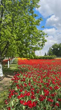 Spring tulips bloom across Belgorod parks in May morning