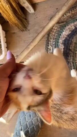 A human hand gently pets a calico kitten on a woven rug. The kitten appears to be lying on its back, with its head tilted upwards and eyes closed, enjoying the attention. The background consists of wooden planks and a broom.