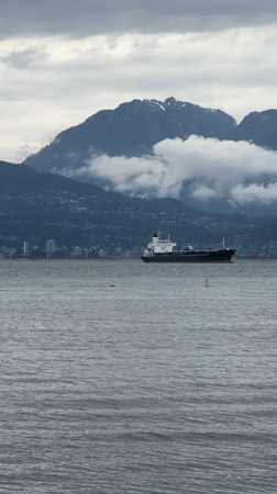 Swimmer waves in choppy Vancouver waters amid marine traffic