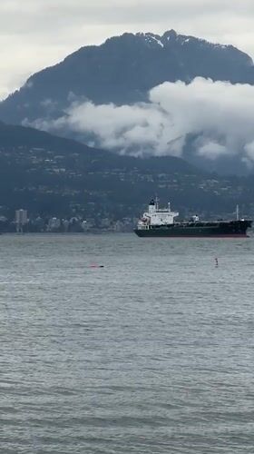 Swimmer waves in choppy Vancouver waters amid marine traffic