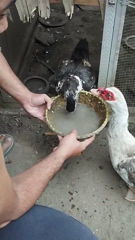 A high-angle shot shows two ducks drinking from a shallow bowl of water held by a person's hands. The person is wearing a dark blue garment on their lower body. The ducks are positioned close together, with one a black and white Muscovy duck and the other a white and brown duck. The Muscovy duck is on the left, facing the bowl and drinking. The white and brown duck is on the right, also facing the bowl and drinking. The environment appears to be outdoors, with dirt on the ground and a cage-like structure in the background. The lighting suggests it is daytime. The hands holding the bowl appear to be those of an adult.