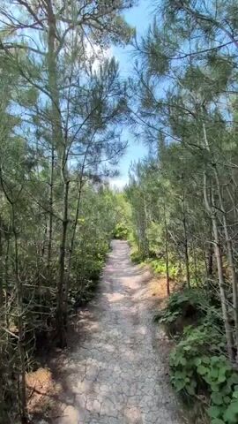 A first-person perspective video shows a paved path winding through a dense forest. Tall, slender trees line both sides of the path, their branches creating a canopy overhead. Sunlight filters through the leaves, casting dappled shadows on the ground. The path appears to be made of gravel or small stones, with some areas of cracked pavement. The foliage is lush and green, with various types of bushes and plants growing along the edges of the path. The sky above is a clear blue with a few scattered white clouds. The camera moves forward along the path, offering a continuous view of the forest.