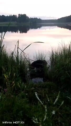 The video shows a body of water with grass and foliage in the foreground. The water reflects the sky, which is a light pink and purple color, suggesting it is either sunrise or sunset. A dark-colored animal, possibly a beaver, is partially submerged in the water near the edge of the foliage. The animal appears to be eating or grooming itself. The camera is positioned at eye level with the animal, and the overall mood of the video is peaceful and serene. The footage is marked with "Infinix HOT 30i" in the bottom left corner.