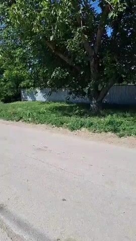 A static shot of an unpaved road with a large tree on the left and a fence in the background. The road is cracked and worn. There is green grass and some foliage growing along the side of the road and behind the fence. The sky is blue and clear with a few power lines visible in the distance. The overall scene appears to be rural or suburban.