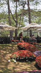 Saxophonist performs in lakeside park in Da Lat, Vietnam