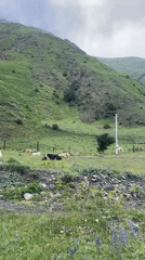 Cattle grazing on a green hillside in Stepantsminda, Georgia