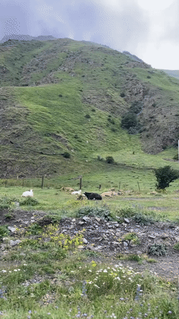Cattle grazing on a green hillside in Stepantsminda, Georgia