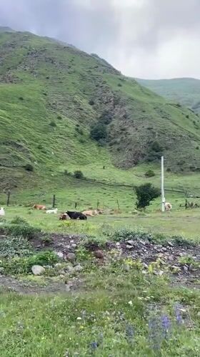 Cattle grazing on a green hillside in Stepantsminda, Georgia