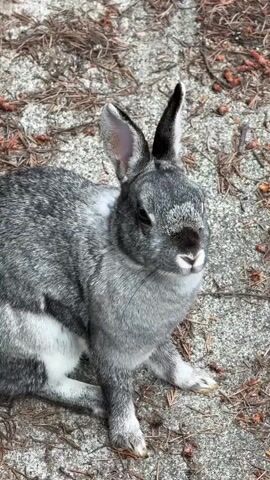 The video is a close-up, high-angle shot of a gray and white rabbit sitting on a ground covered with small pinecones and dry leaves. The rabbit's fur is a mix of gray and white, with black tips on its ears. Its eyes are dark and its nose is black with a white smudge on its chin. The rabbit is looking towards the camera and appears to be relaxed. The background is out of focus, but appears to be a sandy or gravelly area. The lighting is natural, suggesting it is daytime outdoors. The video consists of a single, unedited clip.