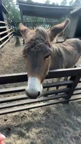 A video shows two people petting a brown donkey. The donkey stands in a fenced enclosure with a sand floor. The people’s hands, one with white nail polish, are petting the donkey’s face. The donkey’s eyes are closed. Behind the donkey are some wooden structures and sparse trees. The video is shot in daylight.