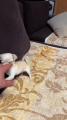 Chihuahua puppy circles on patterned blanket in Bulgarian home