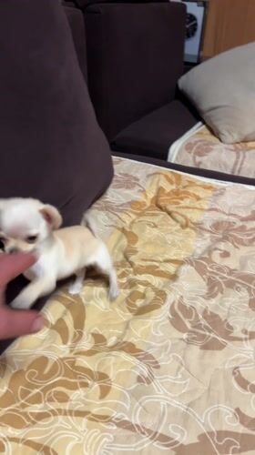 Chihuahua puppy circles on patterned blanket in Bulgarian home