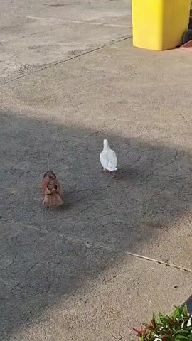 The video shows two pigeons standing on a concrete surface. One pigeon is brown and the other is white. The brown pigeon is on the left side of the frame, facing away from the camera. The white pigeon is on the right side of the frame, also facing away from the camera. A yellow trash can is visible in the background on the right side of the frame. The sun is shining, casting shadows on the concrete. The video appears to be filmed outdoors in daylight.