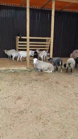 A video shows several sheep and goats in an outdoor pen. A sheep is lying down in the foreground, and other sheep and goats are standing or lying around it. The pen has a wooden structure in the background, possibly a shelter or feeder. The ground is covered with dirt and hay. The animals appear calm and are not interacting in any notable way.