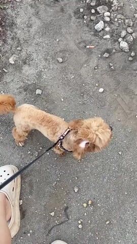 This media file shows a small, light brown poodle mix dog on a leash, standing on a gravelly surface. The dog is wearing a black harness with a decorative pattern. A person's foot, wearing a white Croc-style shoe, is visible in the bottom left corner of the frame. The ground is a mix of dirt and small stones, with some scattered debris. In the background, more stones and some dry vegetation are visible.

The dog appears to be looking up at the person holding the leash, and in some frames, its tongue is slightly sticking out, suggesting it might be panting or anticipating something. The overall scene suggests an outdoor setting, possibly a walk in a park, trail, or undeveloped area. The lighting seems natural, indicating it is daytime. There are no visible text elements in the media. The location context provided is Mais'ke, Ukraine.