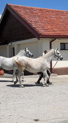 Horses led by handlers near stable in Ivan Vazovo
