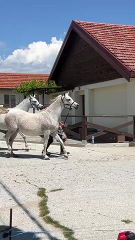 The video shows two white horses being led by a person walking beside them. The horses are walking on a paved area in front of a building with a red tiled roof. The building appears to be a stable or barn, with wooden siding and white walls. There is a fence running along the front of the building. The sky is blue and there are some white clouds, suggesting a sunny day. The time of day appears to be midday, given the bright sunlight. The location is Ivan Vazovo, Bulgaria. The overall scene is one of calm activity, with the horses appearing well-cared for and the handler calmly leading them. No visible text is present in the video.