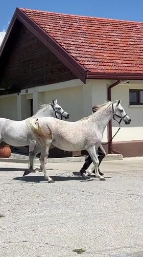 Horses led by handlers near stable in Ivan Vazovo