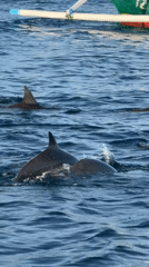 Dolphins spotted swimming alongside boat near Seririt, Indonesia