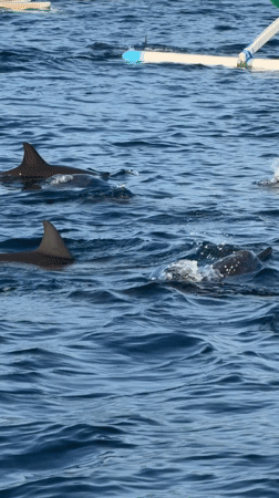 Dolphins spotted swimming alongside boat near Seririt, Indonesia