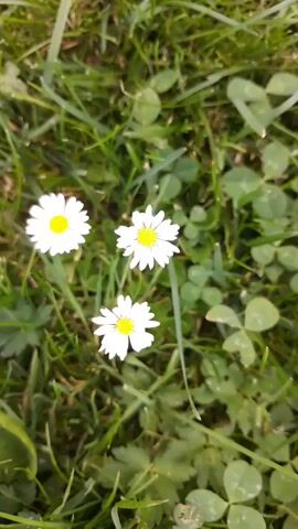The video is a close-up, top-down shot of a patch of grass with three small white daisies. The daisies have yellow centers and white petals. The grass is green and appears to be in a natural outdoor setting. There are also some clover leaves visible in the grass. The lighting suggests it is daytime, possibly sunny, given the brightness. No people or animals are visible, and there are no actions or interactions depicted. The focus is solely on the small flowers and the surrounding vegetation.