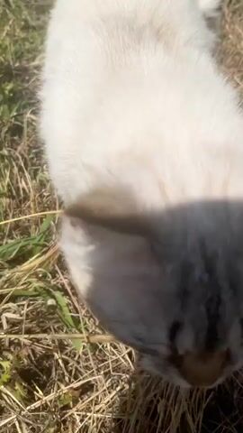 The video shows a person petting a cat in some dry grass. The person pets the cat on the head, and the cat looks up at the camera at the end. The cat is mostly white with gray tabby markings on its head, tail, and back. It has blue eyes.