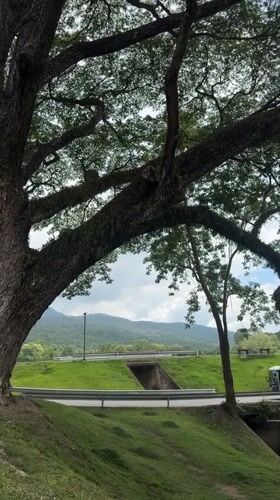 Chiang Mai University campus grounds on a quiet overcast morning