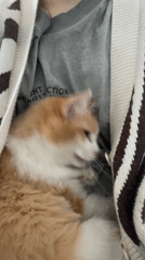 Cat yawns while nestled in owner's cardigan