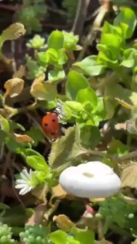 The video shows a ladybug crawling on green foliage interspersed with small white flowers and brown dead leaves. A small, white, mushroom-shaped object sits near the bottom right of the frame. The lighting is bright, suggesting an outdoor daytime setting. The camera remains stationary throughout the video.