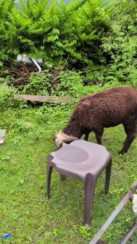 The video shows a brown sheep with white markings on its face and horns standing on a grassy area. It is looking down at a brown plastic chair in front of it. The sheep's wool appears to be wet. In the background, there is lush green foliage and trees. The lighting suggests it is daytime, possibly overcast or after rain. There are no other animals or people visible.