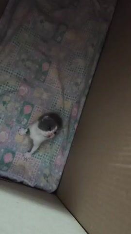 A tiny kitten is in a cardboard box, lying on a blanket with a colorful pattern of cartoon animals. The kitten is mostly white with dark gray markings on its head and back. It appears to be moving or stretching. The blanket is spread out on the bottom of the box. The lighting is dim, casting shadows.