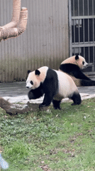 Giant pandas feed, play, rest at Chongqing Zoo