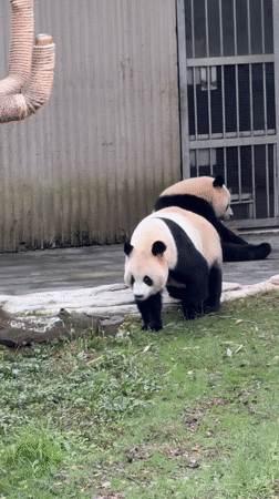 Giant pandas feed, play, rest at Chongqing Zoo
