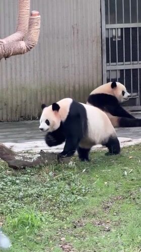 Giant pandas feed, play, rest at Chongqing Zoo
