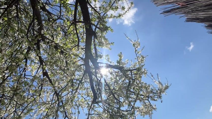A view from the ground up shows a flowering tree against a blue sky dotted with a few clouds.  The sun shines through the branches, creating a starburst effect. To the right of the tree is a structure made of bundles of reeds or straw.  As the camera pans to the right, part of a person wearing black pants and pink shoes comes into view, along with some green foliage. The view widens to reveal a body of water, presumably a lake or sea, stretching to the horizon. The overall impression is of a calm, sunny day by the water, viewed from a shaded spot.