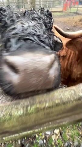 A close-up shot features the wet, black nose and face of a shaggy cow, likely a Highland cow, in the foreground. Its dark, curly fur is matted with water, and one eye is visible. The cow appears curious, looking directly at the camera. In the background, another brown, shaggy animal is partially visible. The setting is an outdoor animal enclosure with muddy ground, suggesting recent rain or wet conditions. Bare trees line the background, and a small red wooden building is also discernible. A wooden fence runs horizontally across the frame, partially obscuring the view. The overall atmosphere is damp and rustic, typical of a farm or rural setting in Magnitskii, Russia. No people or text are visible.
