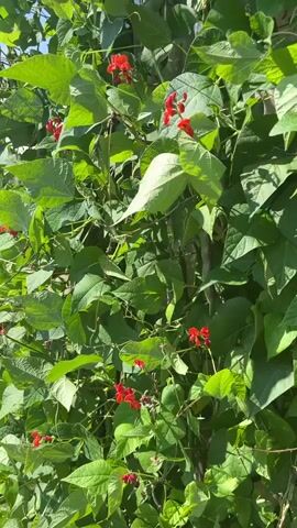 The video shows a close-up, handheld, vertical shot of a climbing plant with large green leaves and small red flowers. The plant is densely packed, and its vines appear to be supported by a structure, possibly a fence or trellis, which is partially visible in the background. The lighting suggests it is daytime, with sunlight filtering through the leaves and creating some bright highlights. The camera movement is minimal, with slight jiggles and pans. No people or animals are visible in the frame. The overall impression is of a healthy, overgrown plant in an outdoor setting.