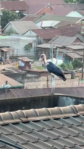 The video shows a Marabou Stork standing on a rooftop in an urban area. The stork has dark feathers, a white head, and a large, thick beak.  Behind it are other buildings with corrugated metal roofs and power lines crossing the scene.  The overall lighting is bright, suggesting it is daytime.