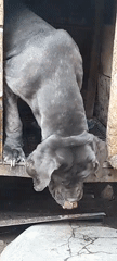 Large dogs observed in enclosures in Jos, Nigeria