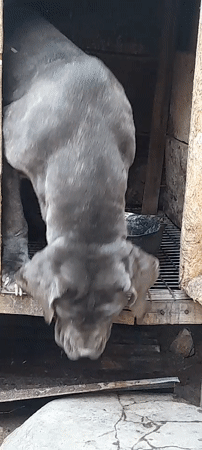Large dogs observed in enclosures in Jos, Nigeria
